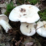 Prsa bibera: fotografija i opis, kako kuhati